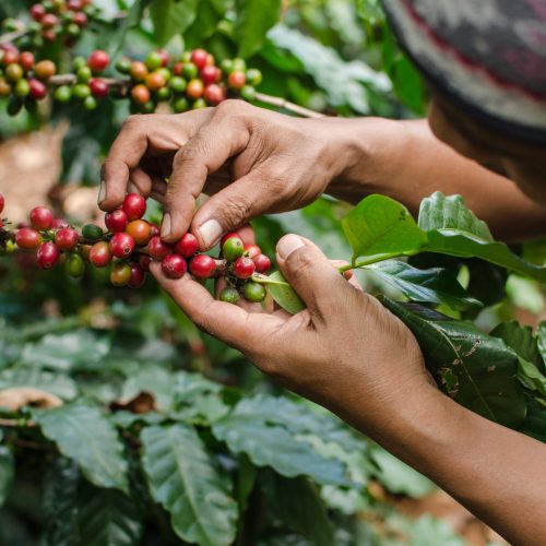 arabica coffee berries with agriculturist hands