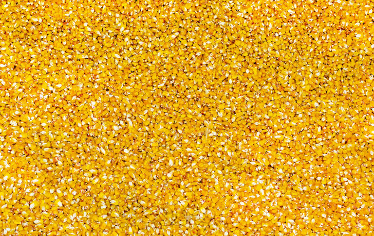 yellow corn grains